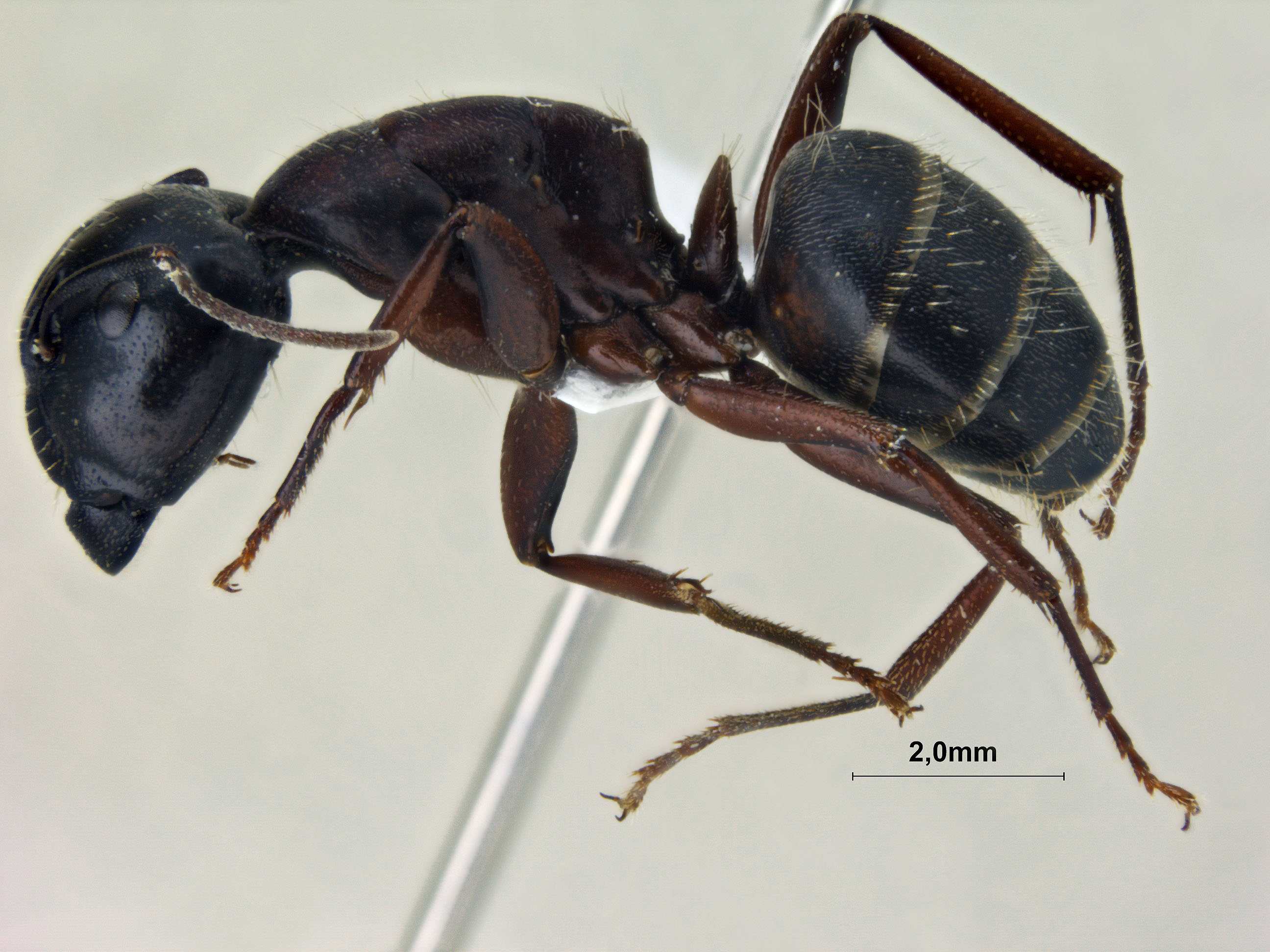 Foto Camponotus sachalinensis Forel, 1904 lateral