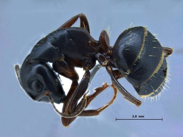 Camponotus sachalinensis Forel, 1904 lateral