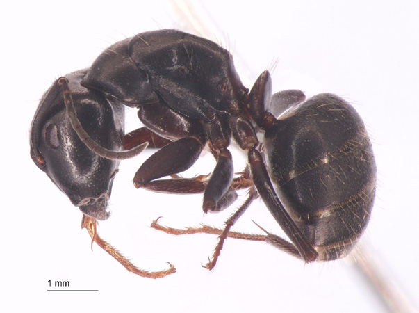 Camponotus sachalinensis Forel, 1904 lateral