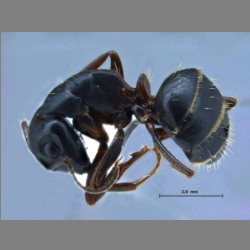 Camponotus sachalinensis Forel, 1904 lateral