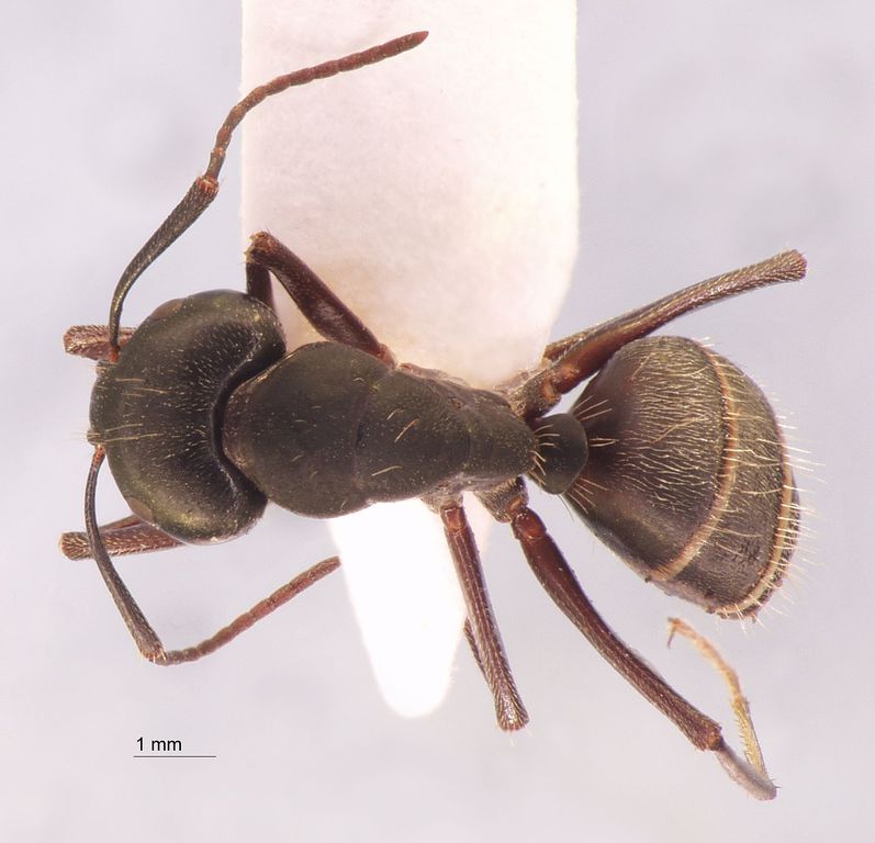 Foto Camponotus saxatilis Ruzsky, 1895 dorsal