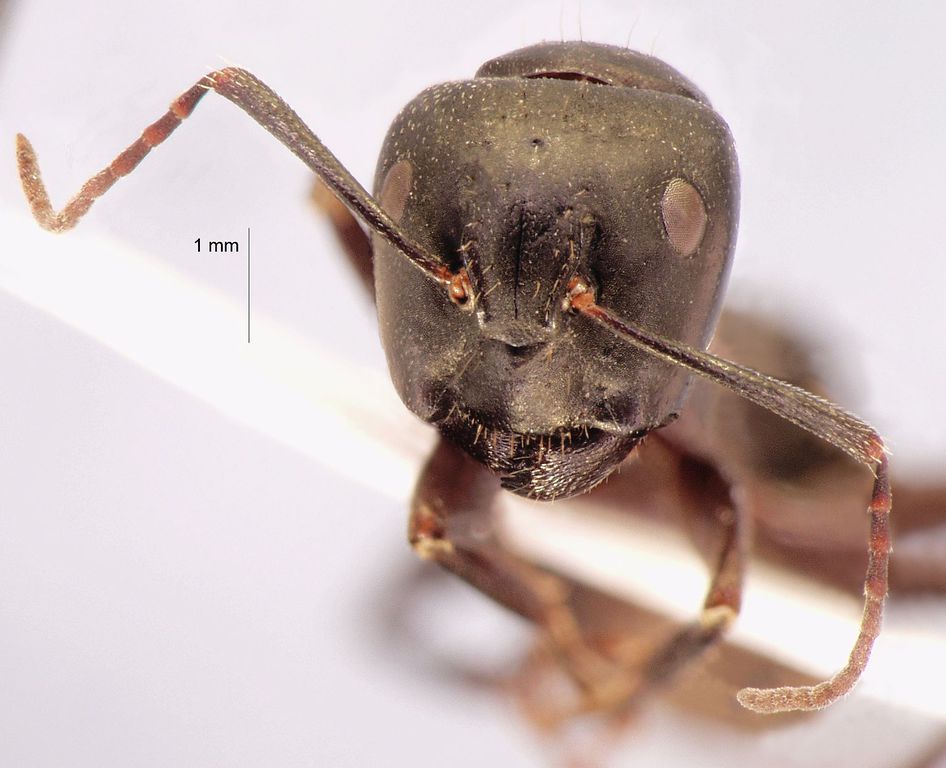 Foto Camponotus saxatilis Ruzsky, 1895 frontal