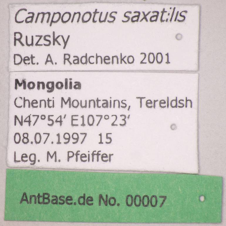 Foto Camponotus saxatilis Ruzsky, 1895 Label