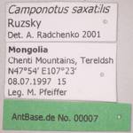 Camponotus saxatilis Ruzsky, 1895 Label