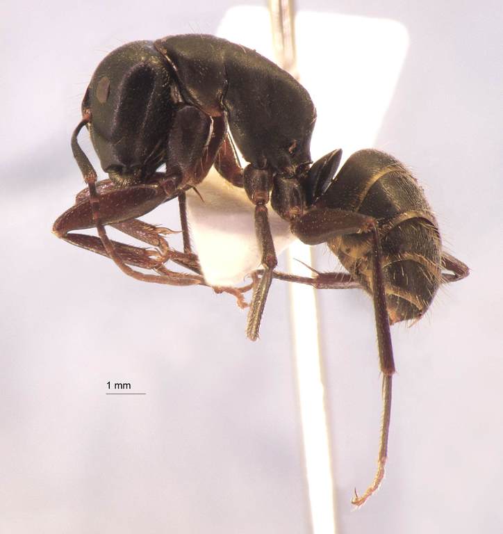 Foto Camponotus saxatilis Ruzsky, 1895 lateral