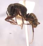 Camponotus saxatilis Ruzsky, 1895 lateral