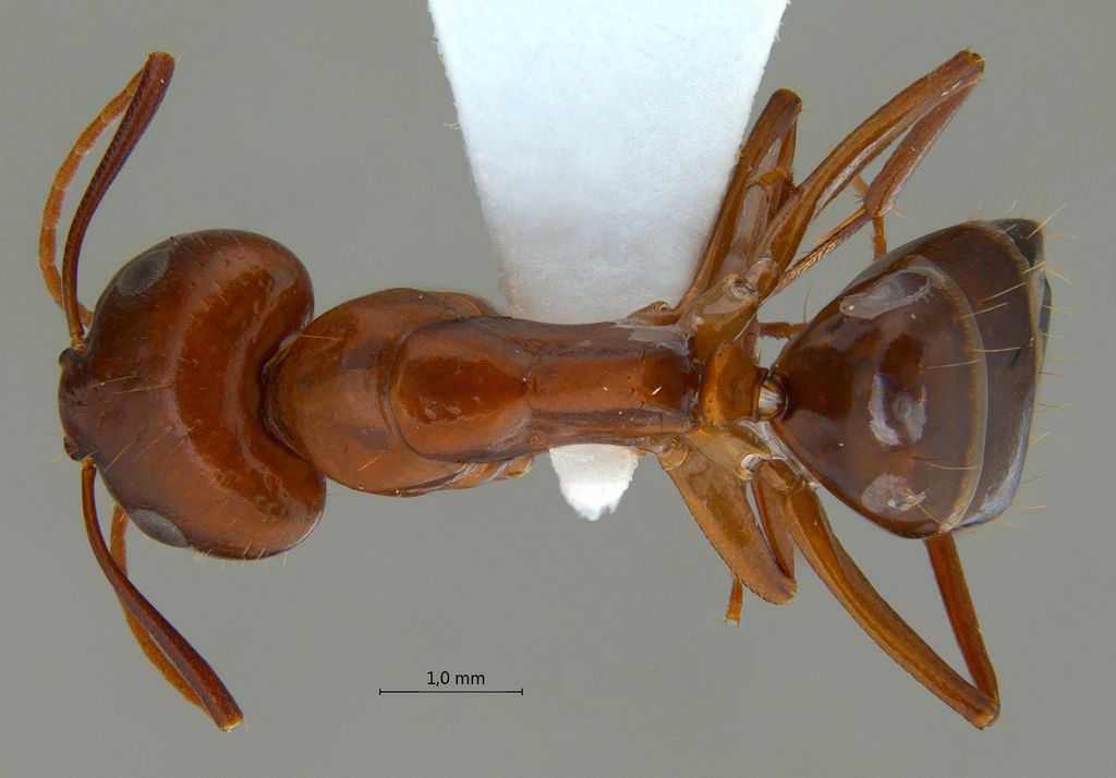 Foto Camponotus shaqualavensis Pisarski, 1971 dorsal