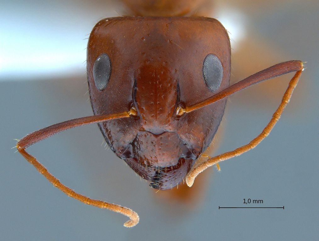 Foto Camponotus shaqualavensis Pisarski, 1971 frontal