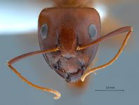 Camponotus shaqualavensis Pisarski, 1971 frontal