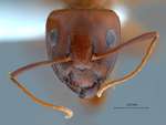 Camponotus shaqualavensis Pisarski, 1971 frontal