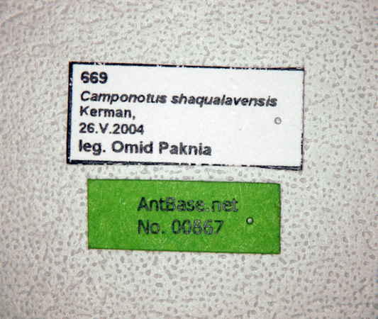 Foto Camponotus shaqualavensis Pisarski, 1971 Label