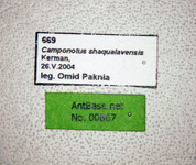Camponotus shaqualavensis Pisarski, 1971 Label