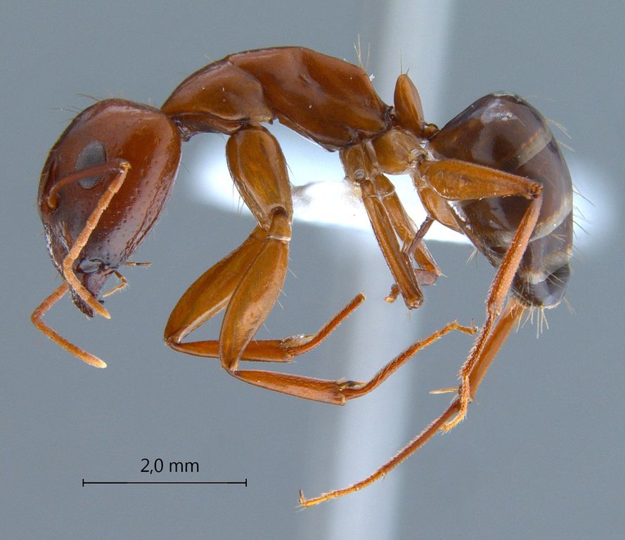 Foto Camponotus shaqualavensis Pisarski, 1971 lateral