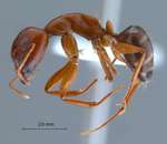 Camponotus shaqualavensis Pisarski, 1971 lateral