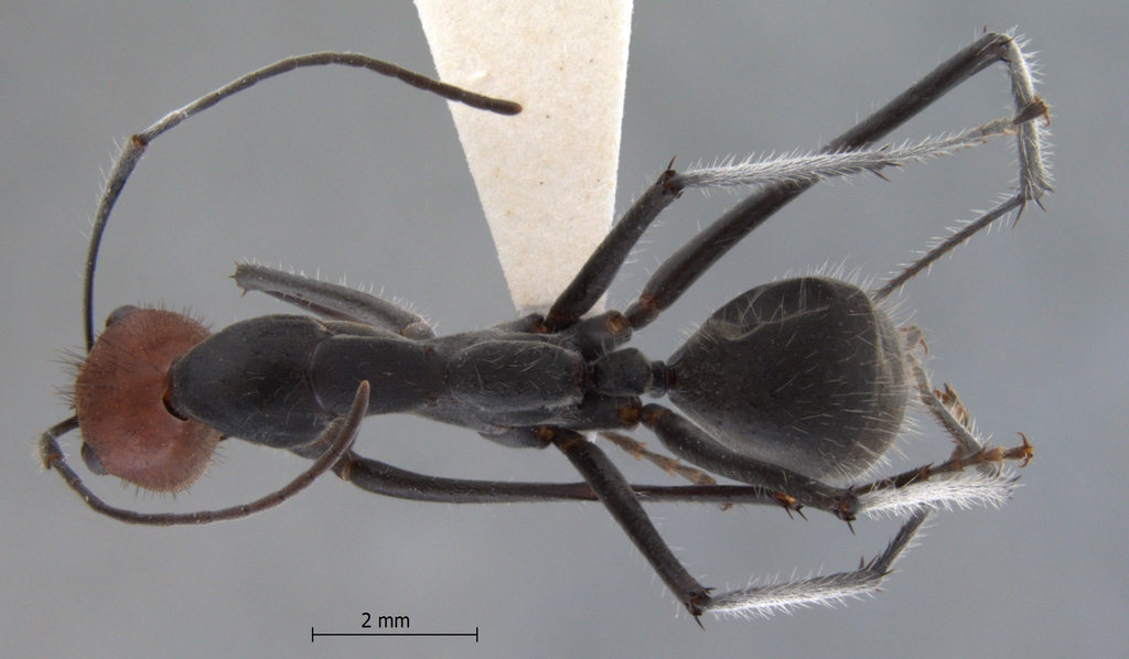 Foto Camponotus singularis Smith, 1858 dorsal