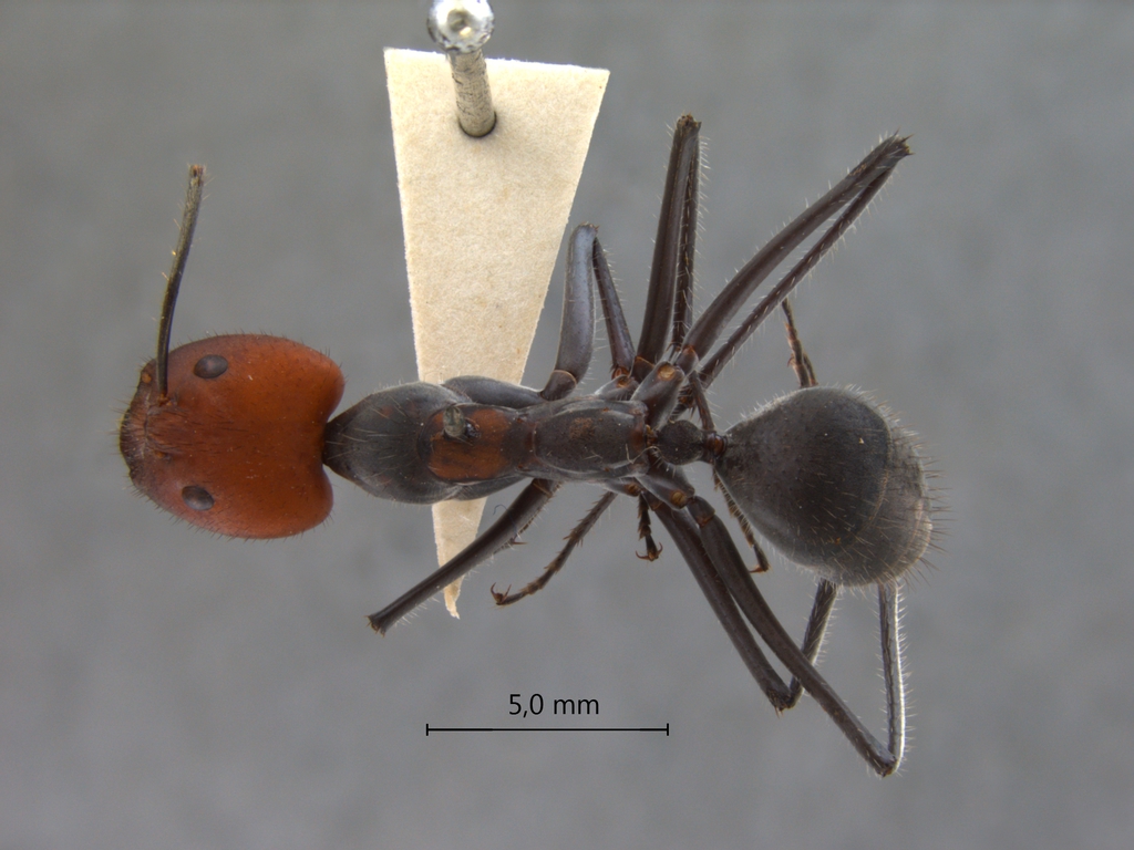 Foto Camponotus singularis Smith, 1858 dorsal