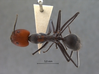 Camponotus singularis Smith, 1858 dorsal