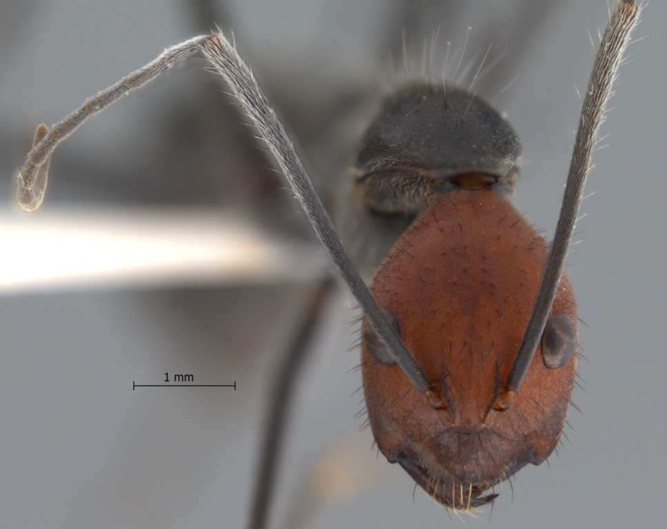 Foto Camponotus singularis Smith, 1858 frontal