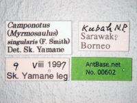 Camponotus singularis Smith, 1858 Label