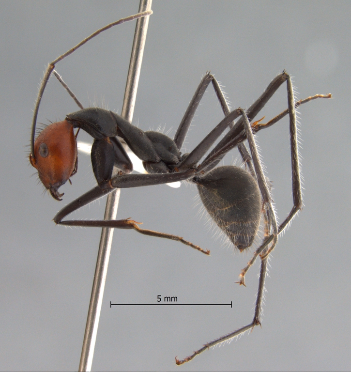 Foto Camponotus singularis Smith, 1858 lateral