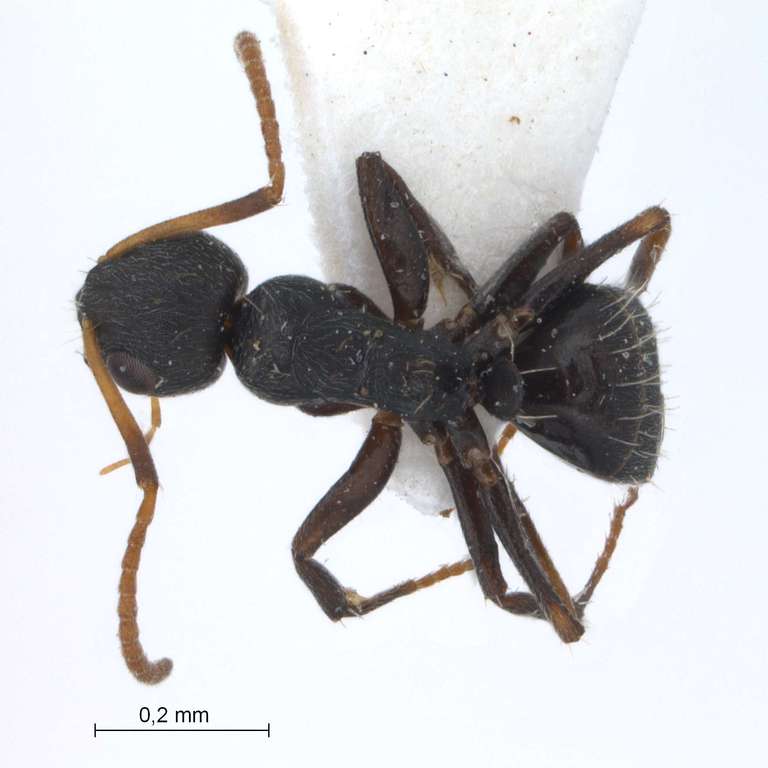 Foto Camponotus 76 dorsal