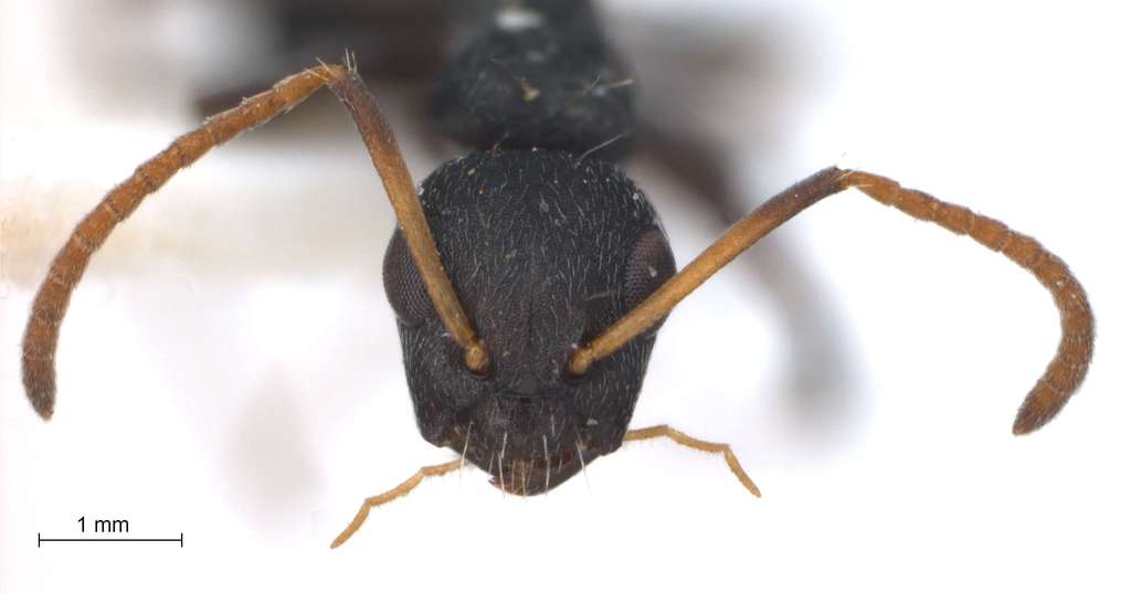 Foto Camponotus 76 frontal