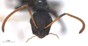 Camponotus 76 frontal