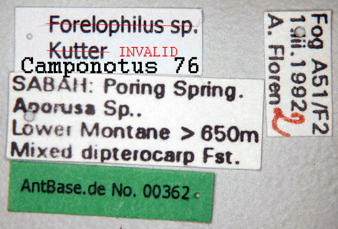 Foto Camponotus 76 Label