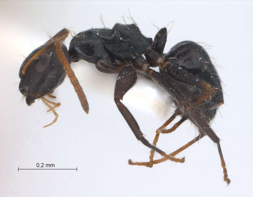 Foto Camponotus 76 lateral