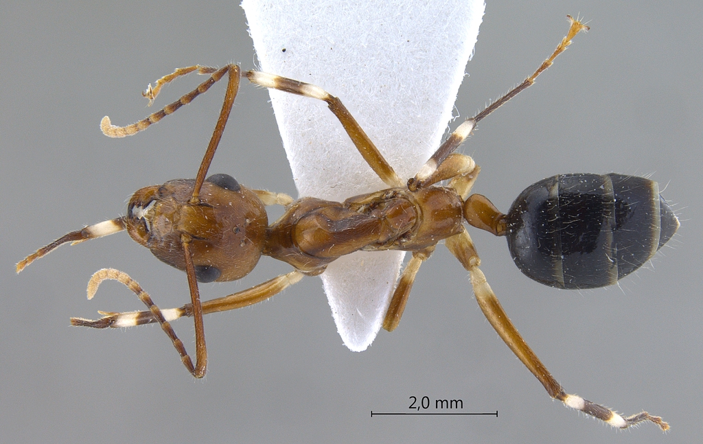 Foto Camponotus striatipes Dumpert, 1995 dorsal
