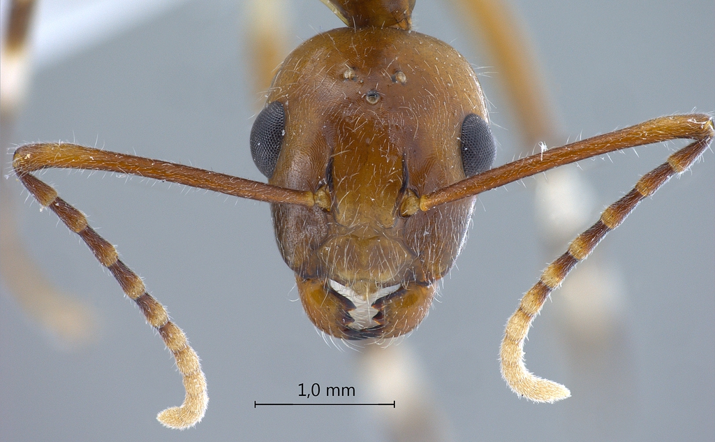 Foto Camponotus striatipes Dumpert, 1995 frontal