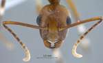 Camponotus striatipes Dumpert, 1995 frontal