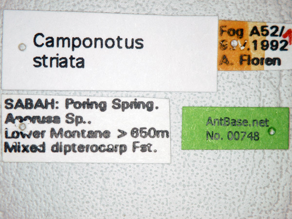 Foto Camponotus striatipes Dumpert, 1995 Label