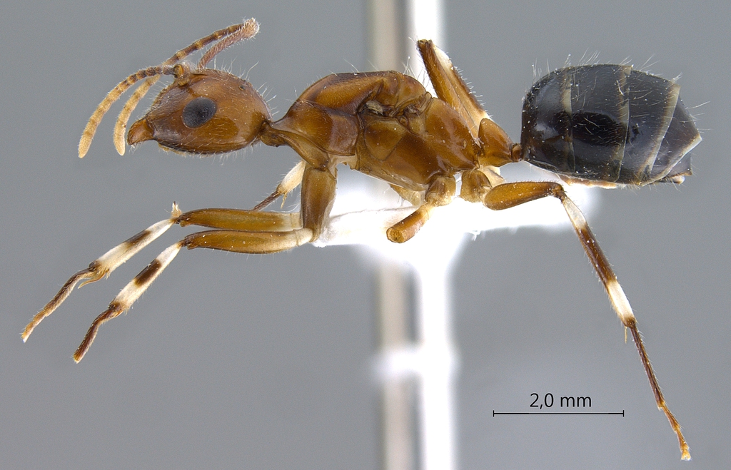 Foto Camponotus striatipes Dumpert, 1995 lateral