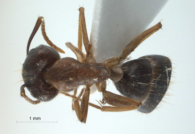 Camponotus arrogans Smith, 1858 dorsal