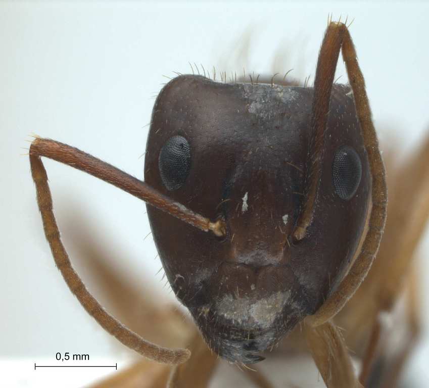 Foto Camponotus arrogans Smith, 1858 frontal