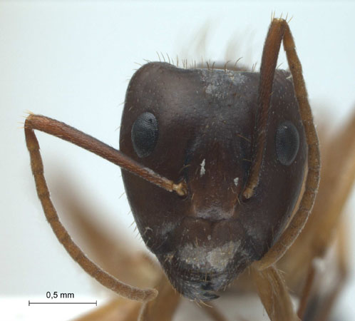 Camponotus arrogans Smith, 1858 frontal