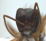 Camponotus arrogans Smith, 1858 frontal