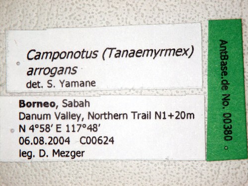 Camponotus arrogans Smith, 1858 Label