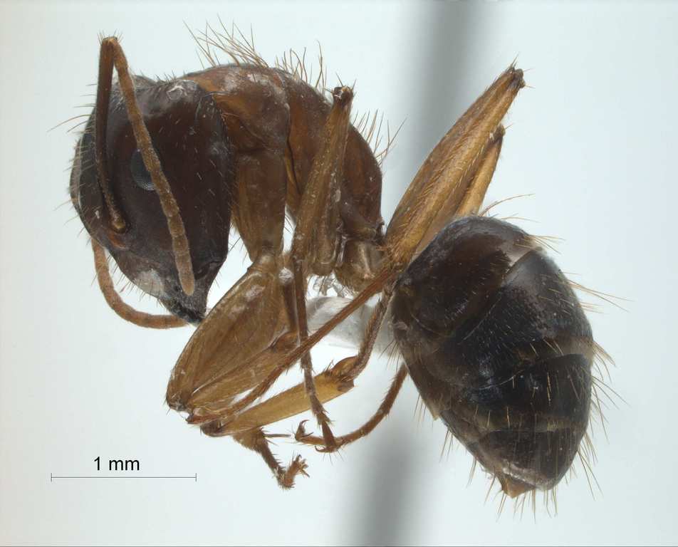 Foto Camponotus arrogans Smith, 1858 lateral