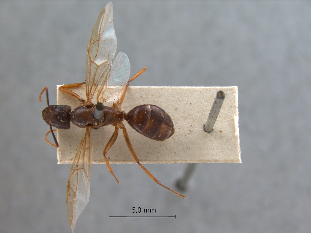 Foto Camponotus tenuipes Smith, 1857 dorsal
