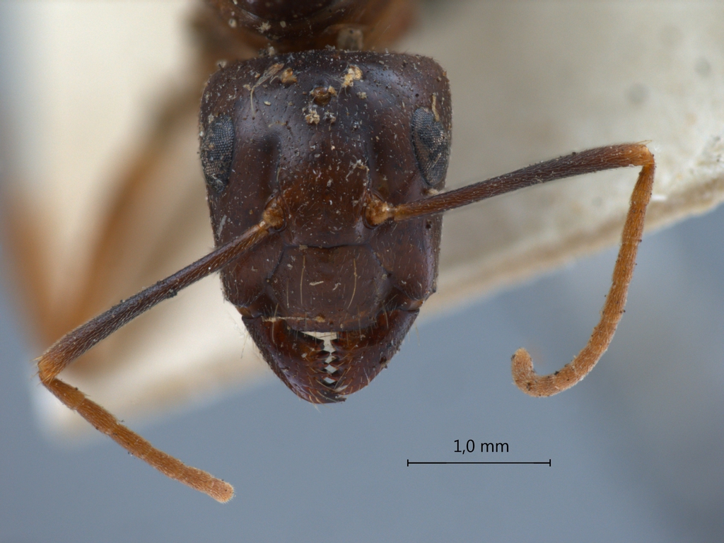 Foto Camponotus tenuipes Smith, 1857 frontal