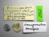 Camponotus tenuipes Smith, 1857 Label