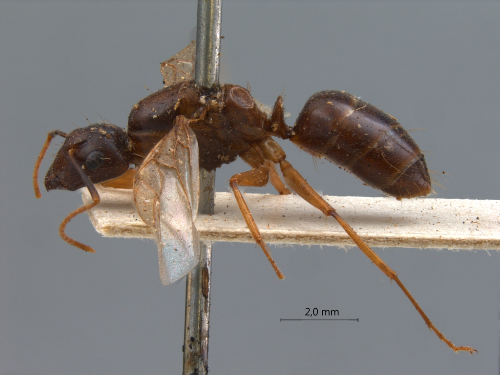 Foto Camponotus tenuipes Smith, 1857 lateral
