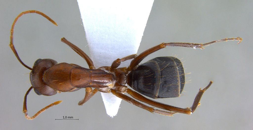 Foto Camponotus turkestanicus Emery, 1887 dorsal