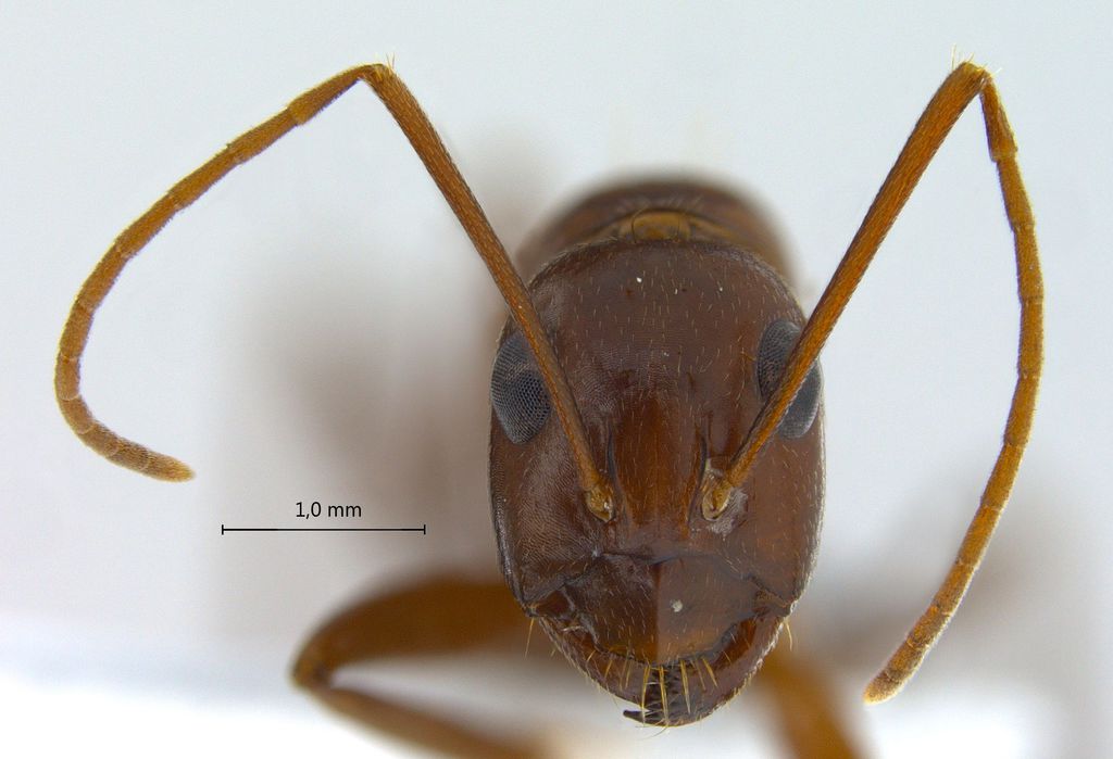 Foto Camponotus turkestanicus Emery, 1887 frontal