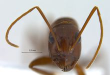 Camponotus turkestanicus Emery, 1887 frontal