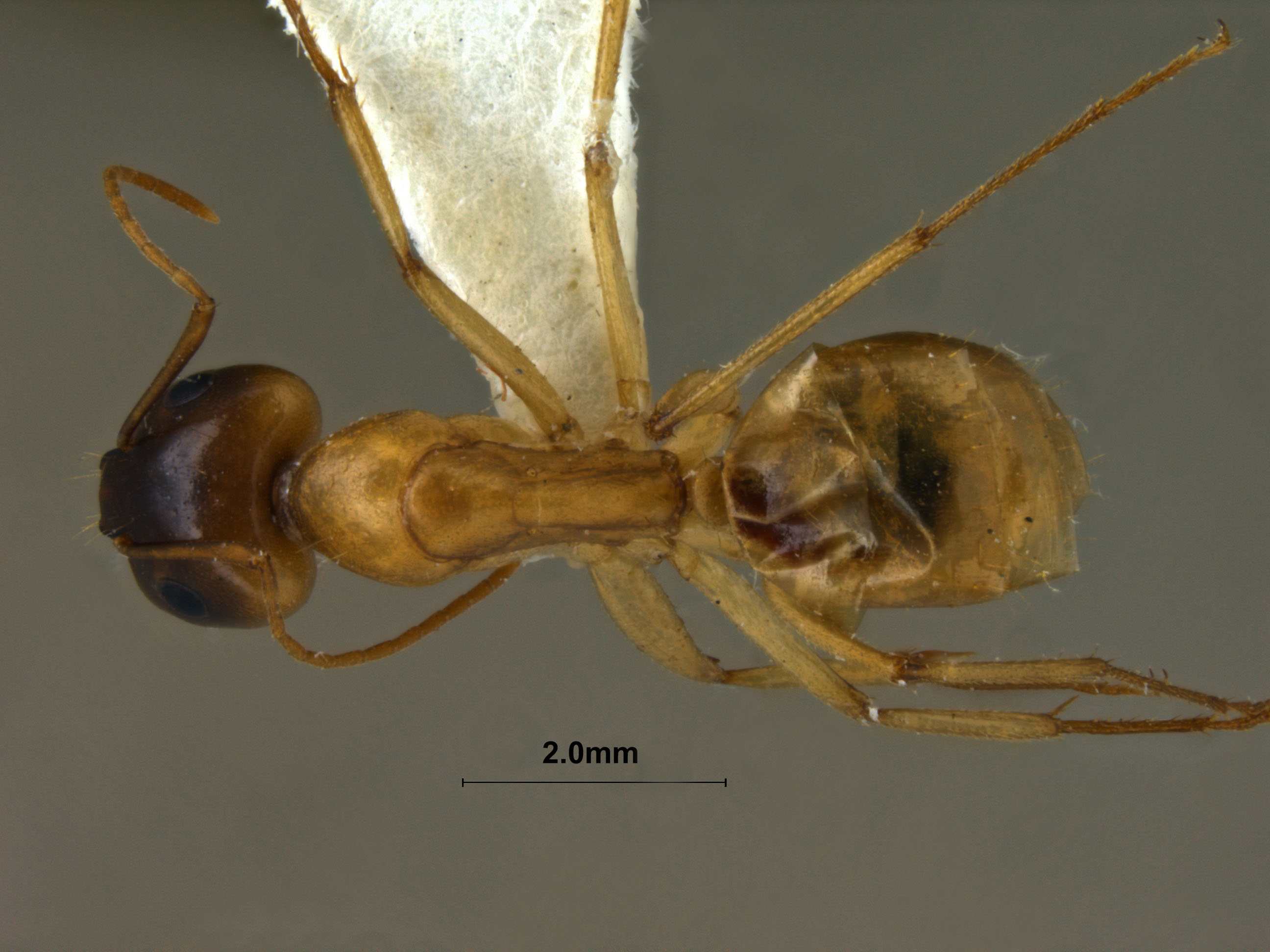 Foto Camponotus turkestanus Andr, 1882 dorsal