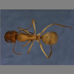 Camponotus turkestanus Andr, 1882 dorsal