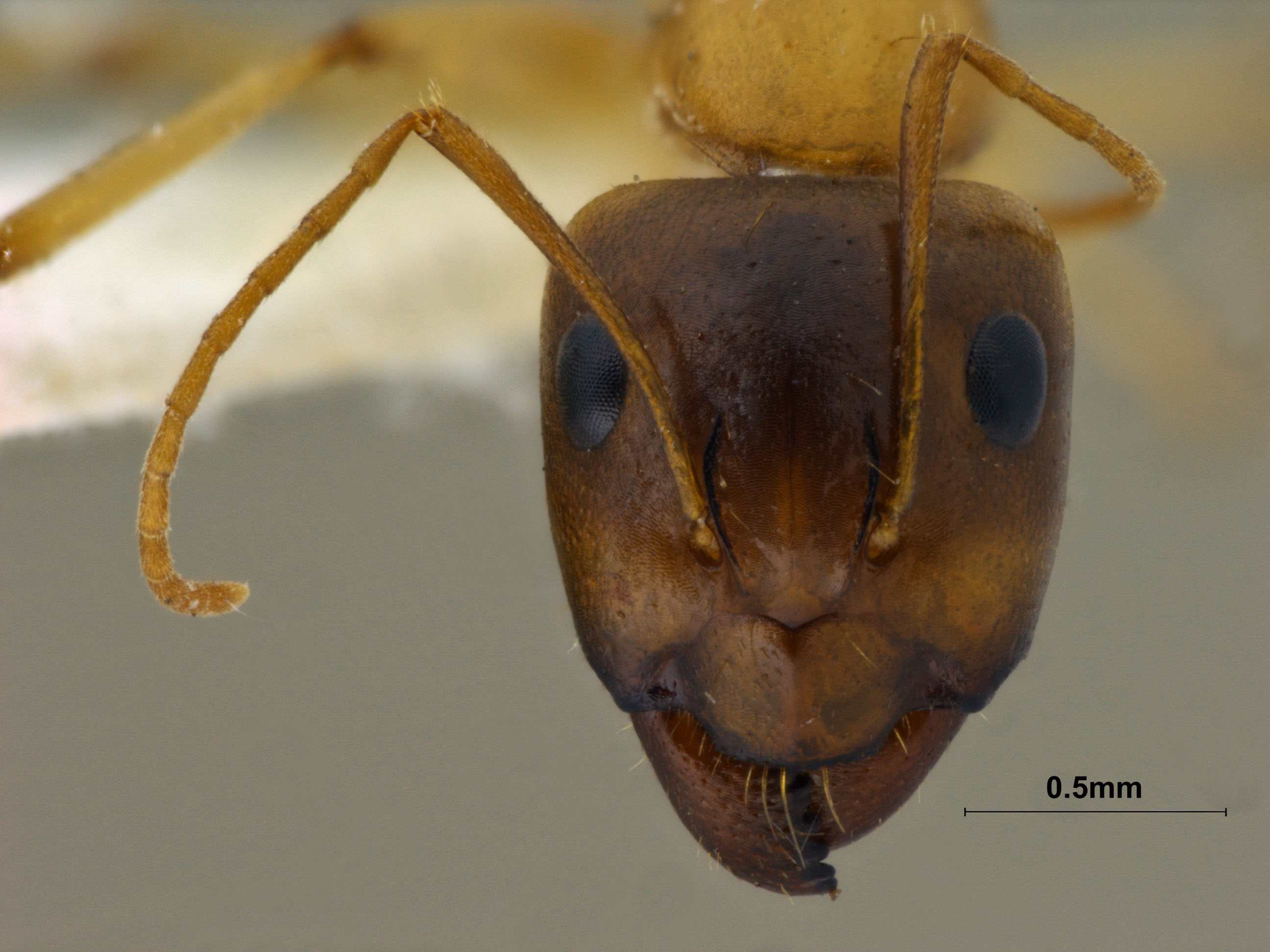 Foto Camponotus turkestanus Andr, 1882 frontal